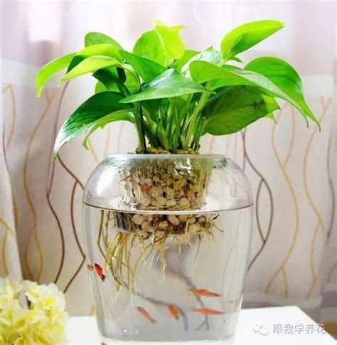 水生植物盆栽養魚|推薦四種適合放在魚缸的水生植物 